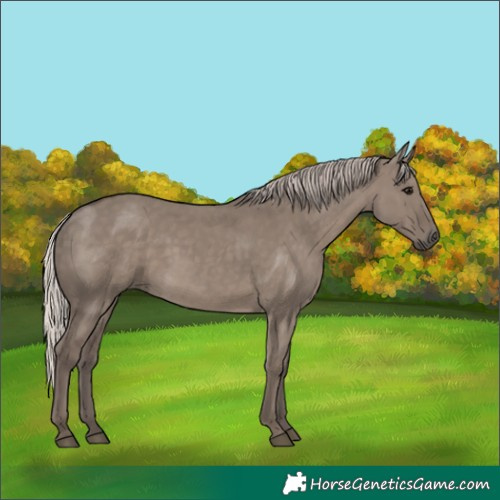 Horse Color:Silver Grullo Rabicano