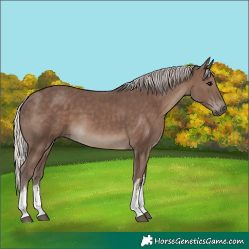 Horse Color:White Spotted Silver Black