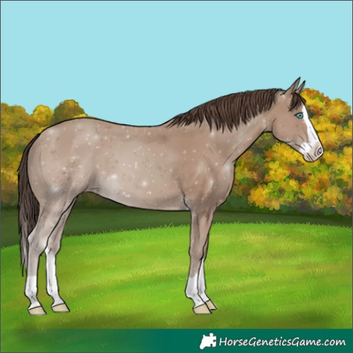 Horse Color:Classic Champagne Splash