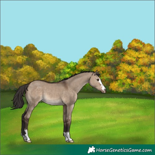 Horse Color:Bay Dun 