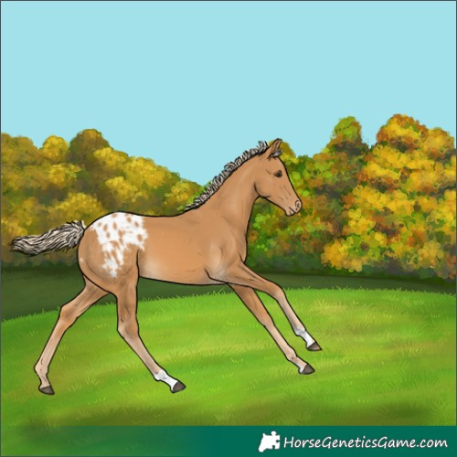Horse Color:Palomino Appaloosa