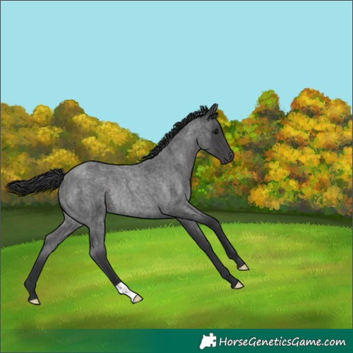 Horse Color:Blue Roan Rabicano