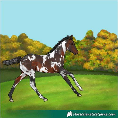 Horse Color:White Spotted Brown 