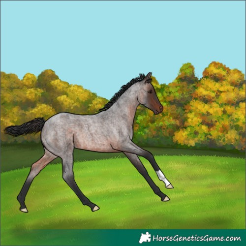 Horse Color:Brown Roan