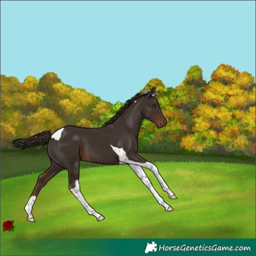 Horse Color:Liver Chestnut Tobiano 