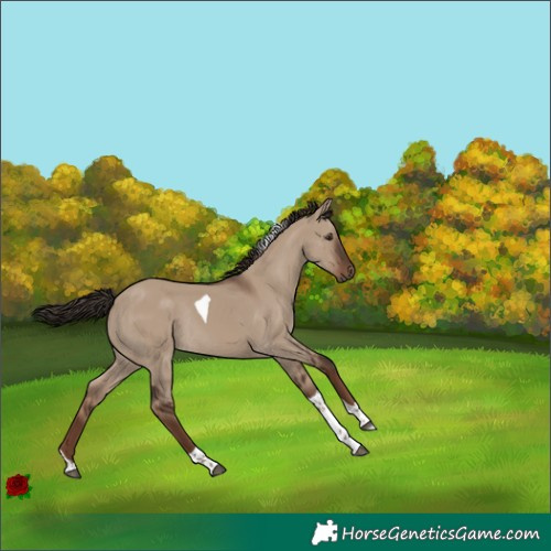 Horse Color:Liver Red Dun Tobiano Rabicano