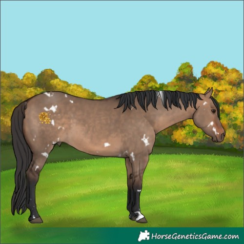 Horse Color:White Spotted Bay Dun Rabicano 