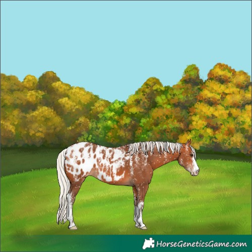 Horse Color:Powder White Silver Bay Blanket 