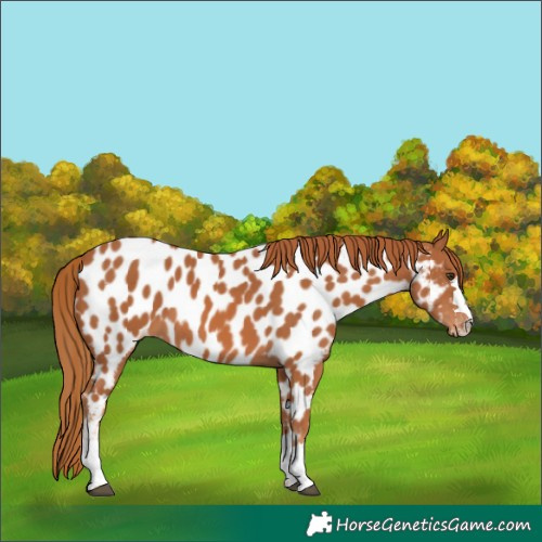 Horse Color:Chestnut Near Leopard