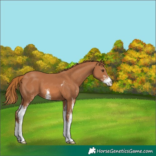 Horse Color:Chestnut Sabino