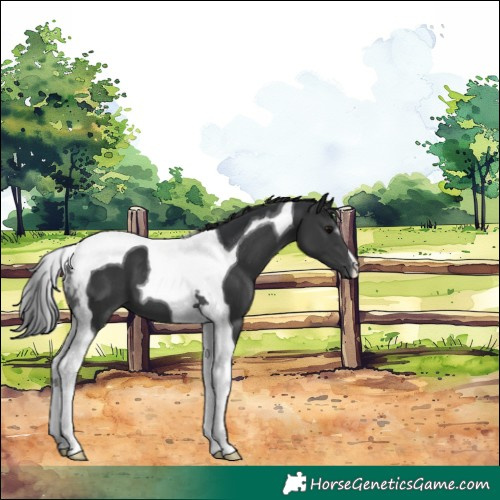 Horse Color:Black Tobiano 