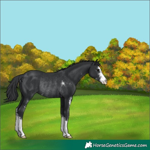 Horse Color:Black Sabino Rabicano 