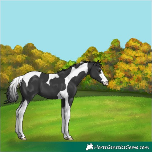 Horse Color:Black Tobiano 