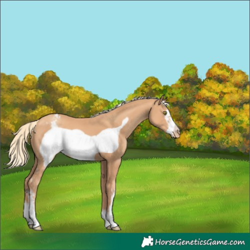 Horse Color:Gold Champagne Sabino Frame Appaloosa 