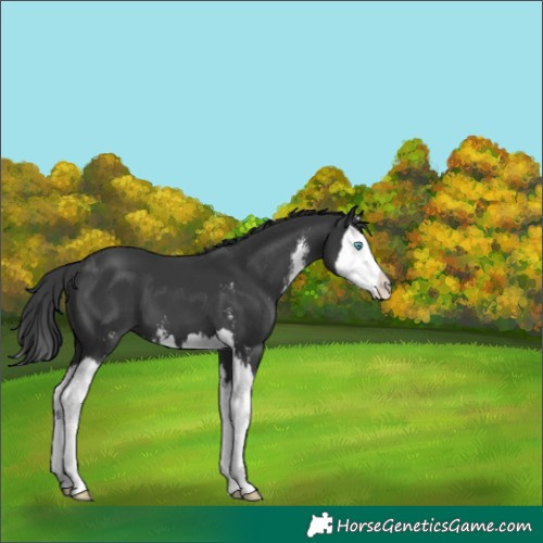Horse Color:Black Sabino Splash