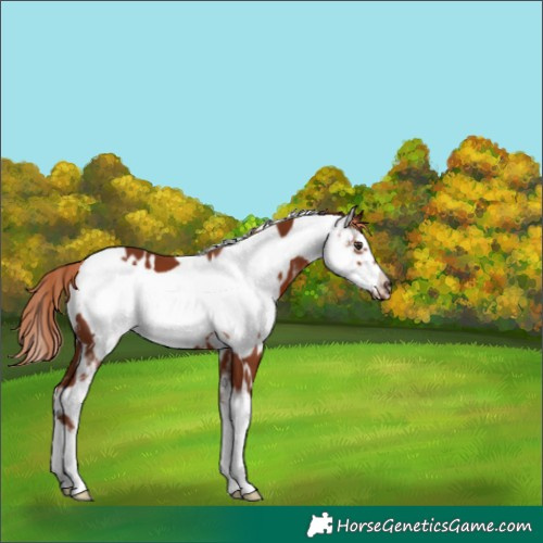 Horse Color:White Spotted Chestnut Sabino Frame