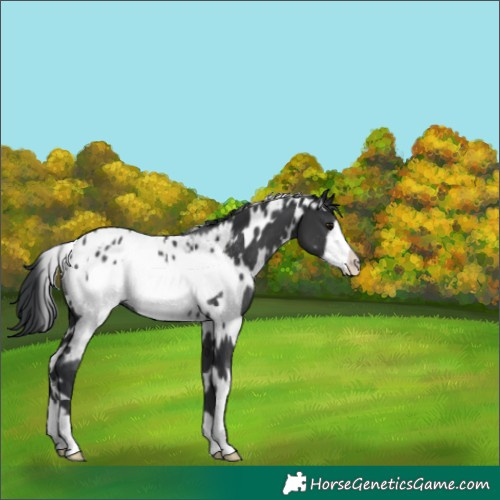 Horse Color:White Spotted Black Frame Appaloosa Rabicano 