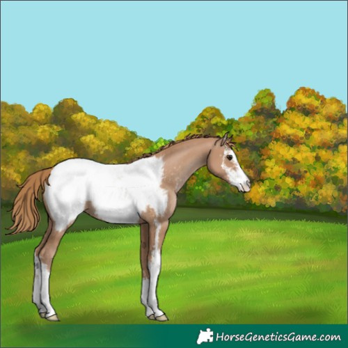 Horse Color:Black Pearl Sabino Appaloosa Rabicano