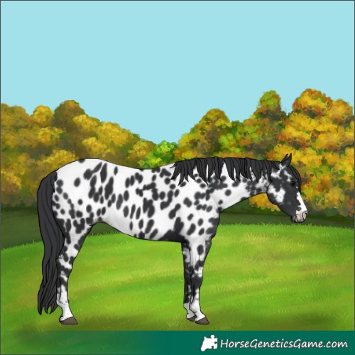 Horse Color:Black Near Leopard