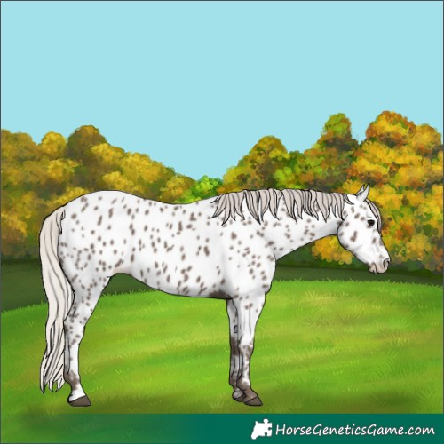 Horse Color:Silver Black Near Leopard