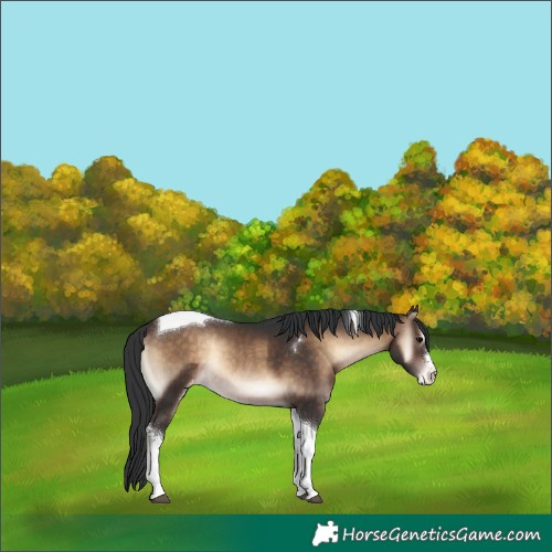Horse Color:Bay Onyx Tobiano Varnish Rabicano