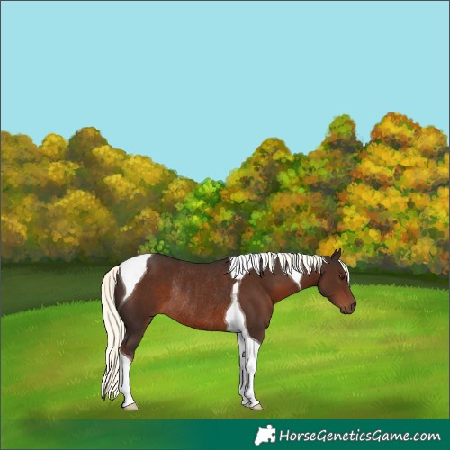 Horse Color:Liver Chestnut Mushroom Tobiano Rabicano 