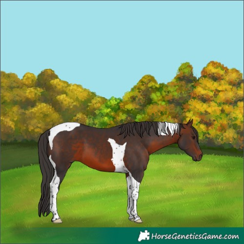 Horse Color:Brown Tobiano 