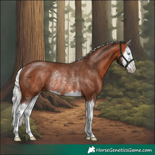Horse Color:Silver Bay Splash Varnish Rabicano 