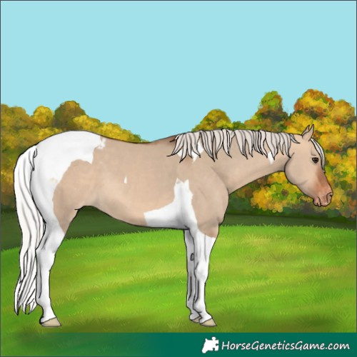 Horse Color:Silver Bay Dun Tobiano Blanket