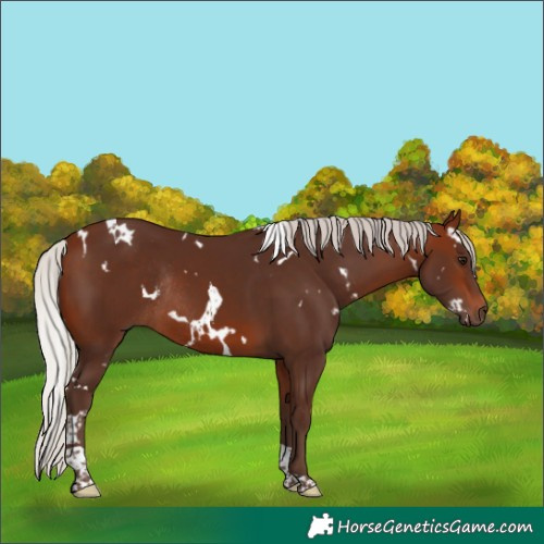Horse Color:White Spotted Silver Bay Tobiano Rabicano 