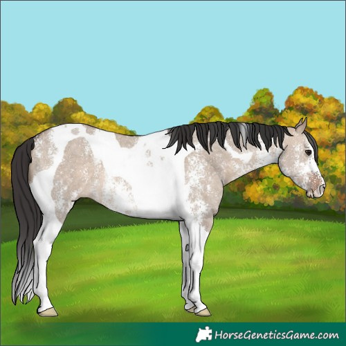 Horse Color:Brown Dun Sabino Tobiano
