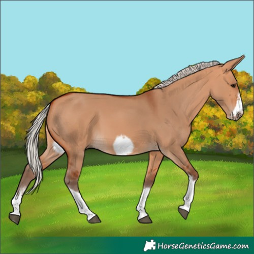 Horse Color:Silver Bay Dun Sabino Tobiano Frame Rabicano