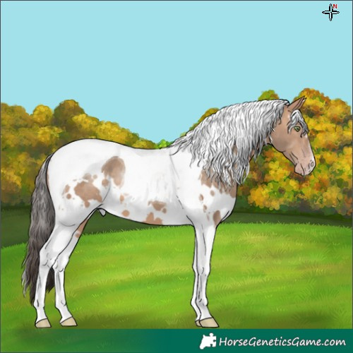 Horse Color:White Spotted Sable Champagne Tobiano