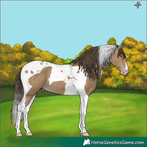 Horse Color:Classic Cream Champagne Tobiano 