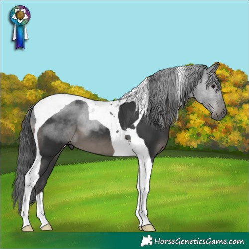 Horse Color:Black Tobiano