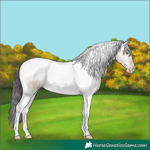 Horse Color:Sable Champagne Tobiano 