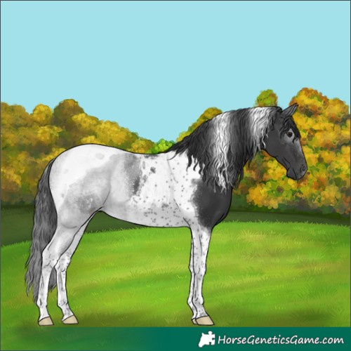 Horse Color:Black Tobiano 
