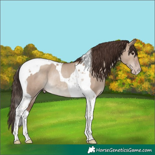 Horse Color:Classic Champagne Dun Tobiano Rabicano 