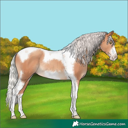 Horse Color:Silver Classic Champagne Tobiano Frame Rabicano