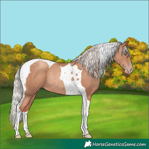 Horse Color:Silver Classic Champagne Tobiano Rabicano 
