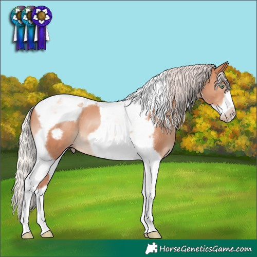 Horse Color:Silver Classic Champagne Tobiano Frame 