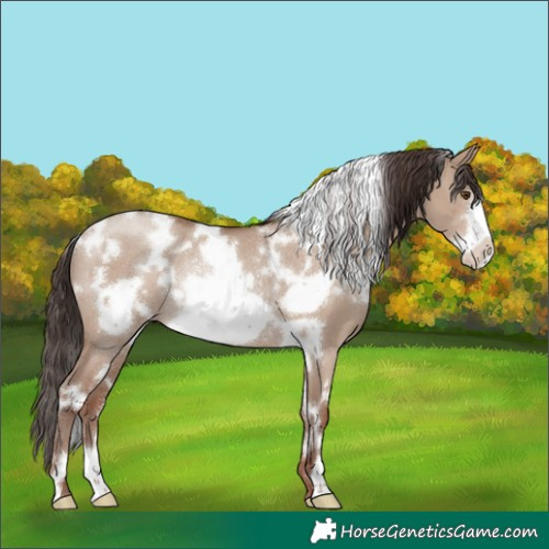 Horse Color:White Spotted Classic Champagne Dun Frame Rabicano