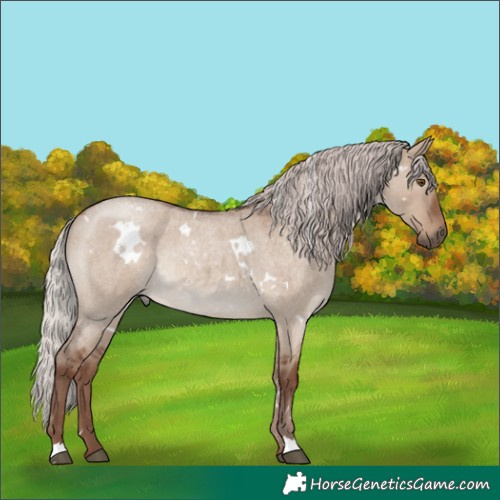 Horse Color:White Spotted Silver Grullo Roan Rabicano