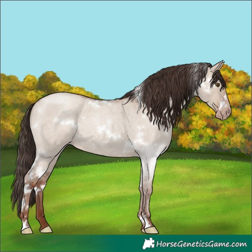 Horse Color:White Spotted Classic Champagne Roan Dun 