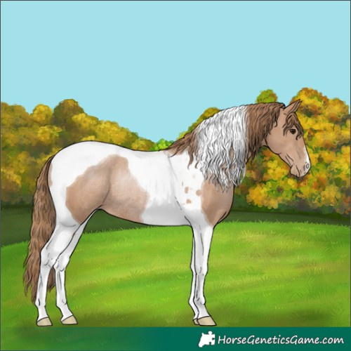 Horse Color:Black Pearl Tobiano Rabicano 