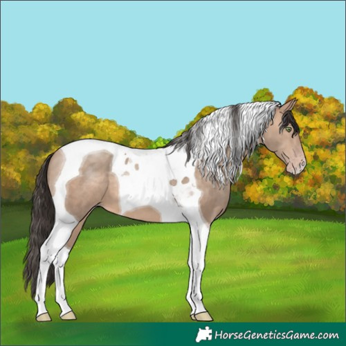 Horse Color:Sable Champagne Tobiano