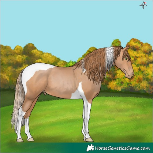 Horse Color:Bay Pearl Tobiano 