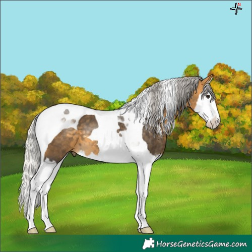 Horse Color:Silver Buckskin Splash Tobiano