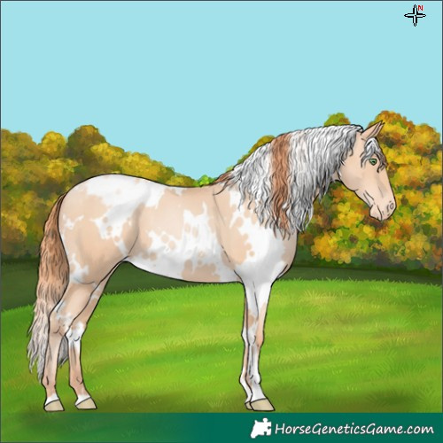 Horse Color:White Spotted Classic Champagne Pearl Varnish 