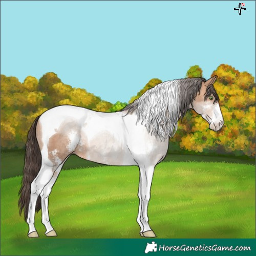 Horse Color:Amber Champagne Sabino Tobiano Rabicano